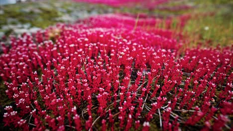 red wildflowers and moss on a rock in nature