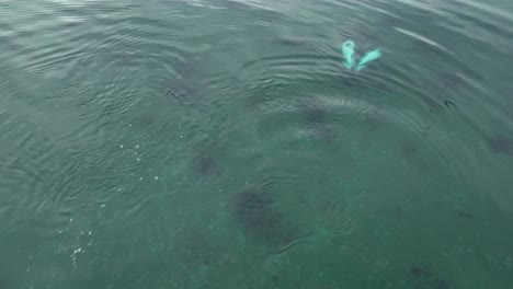 Aerial-Shot-Over-Pair-Of-Southern-dolphins-Swimming-Under-Ocean-Surface-Being-Playful-With-Each-Other