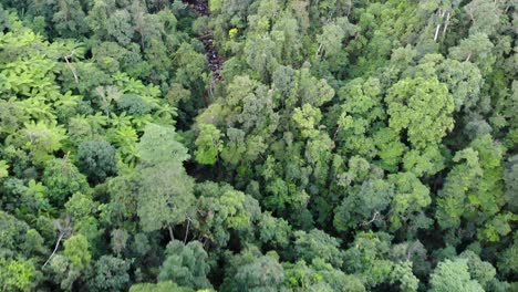 Fast-moving-drone-shot,-top-view-over-Vietnam-jungle