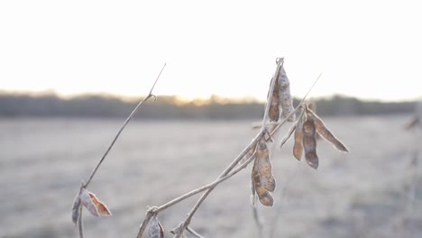Soybeans that were missed in the harvest standing in a field and frozen in the morning light