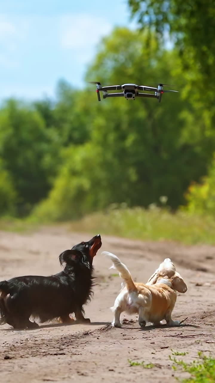 Cani che saltano all'aperto. Animali domestici divertenti abbaiano al drone che vola in aria e cercano di prenderlo. Gruppo di cani di razza che giocano nella natura. Video verticale