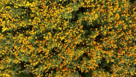 Drone-video-of-a-cempasúchil-flower-field-in-Atlixco,-México