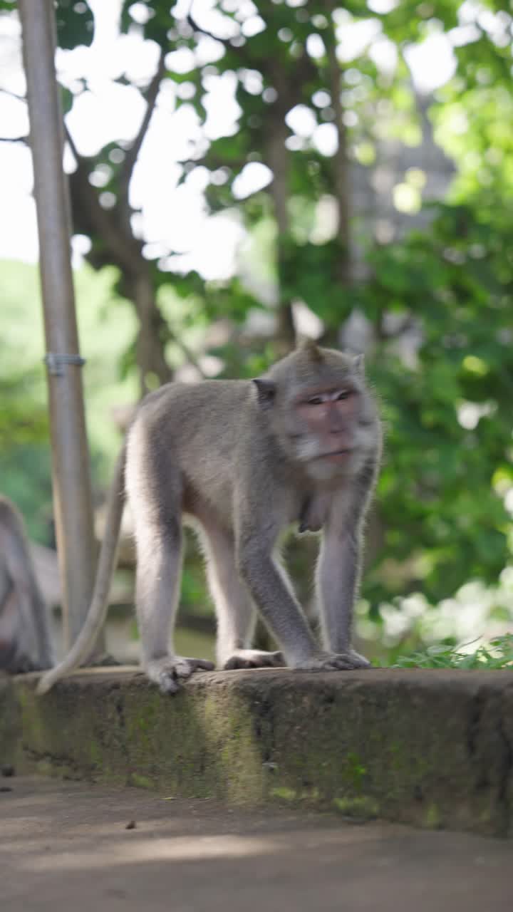 Wild monkeys in Indonesia, roaming free, vertical view