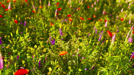 un campo de coloridas flores silvestres