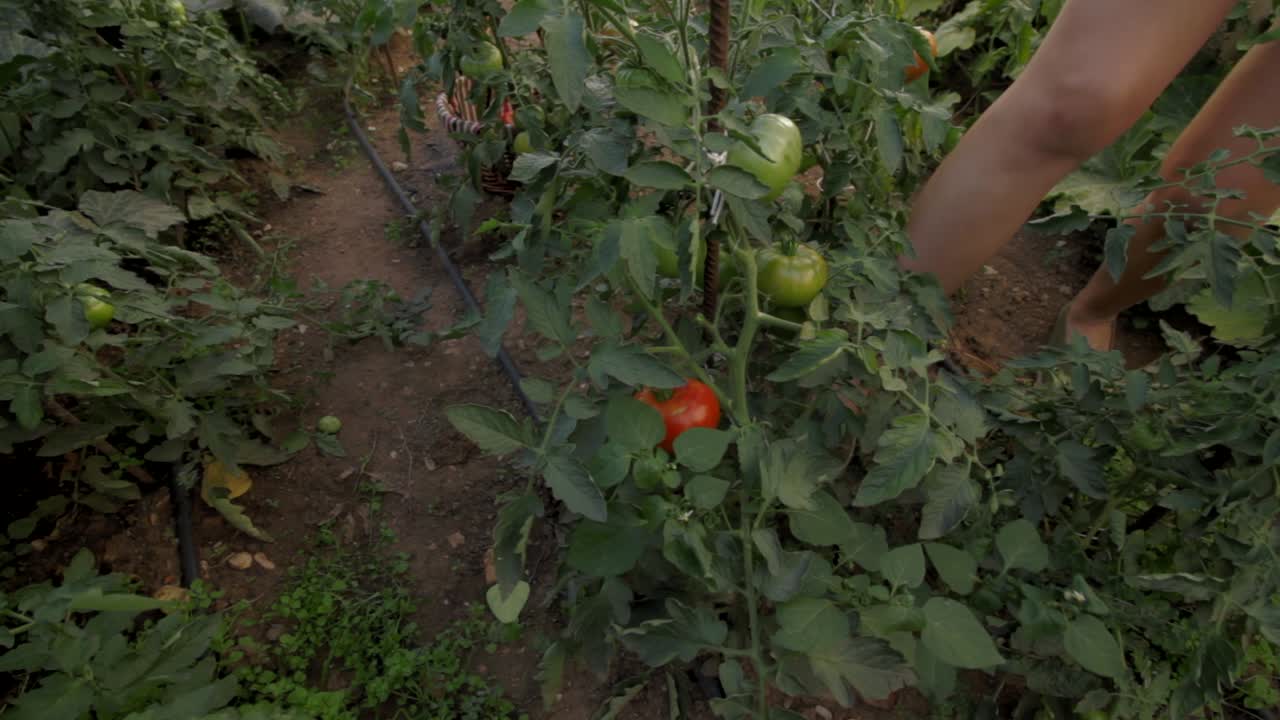 유기농 채소밭에서 토마토 수확