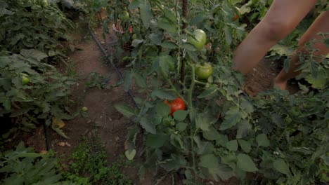cosecha de tomates en huerta orgánica