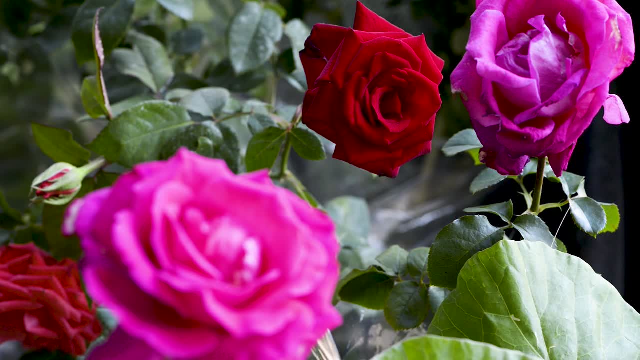 hermosas rosas rosadas y rojas del jardín