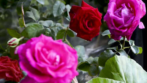 beautiful pink and red garden roses