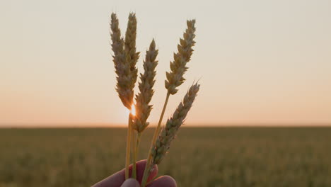 the farmer looks at the ears of wheat in his hand. pov view