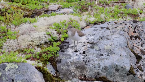 the common sandpiper (actitis hypoleucos) is a small palearctic wader.