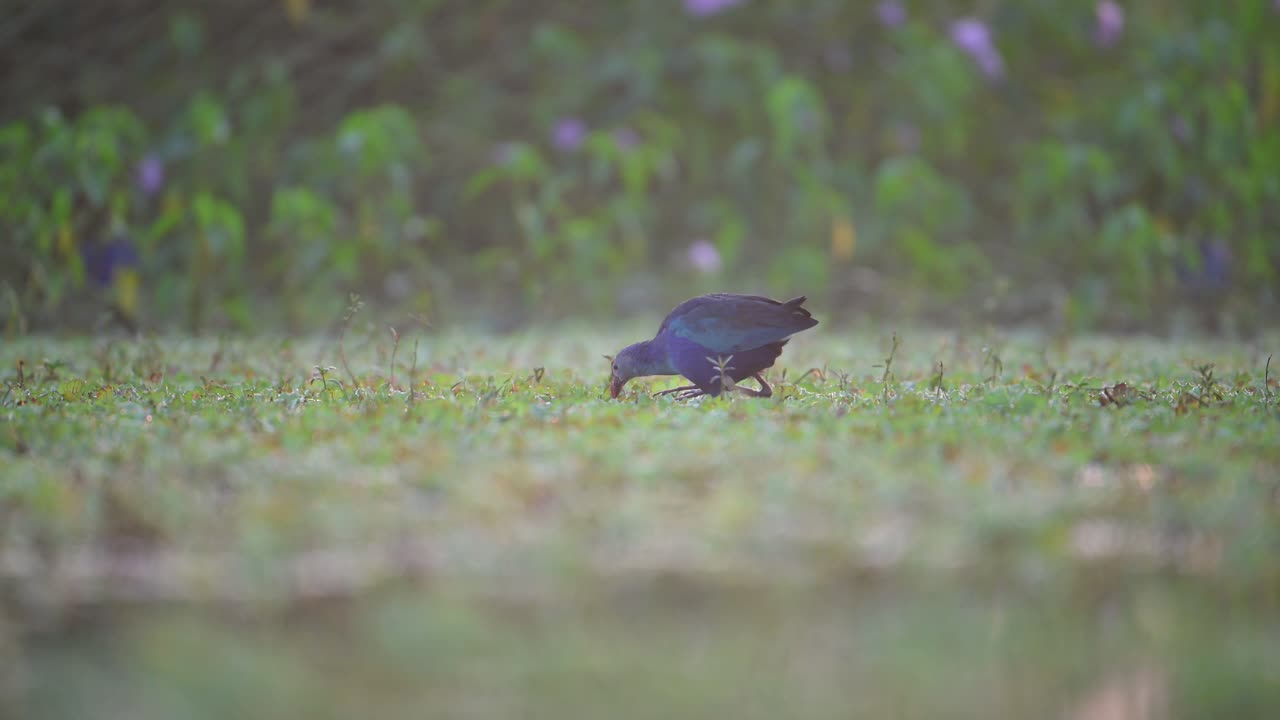 A vibrant Purple Swamphen bird walks across a dewy green meadow with a small insect or snail in its beak.