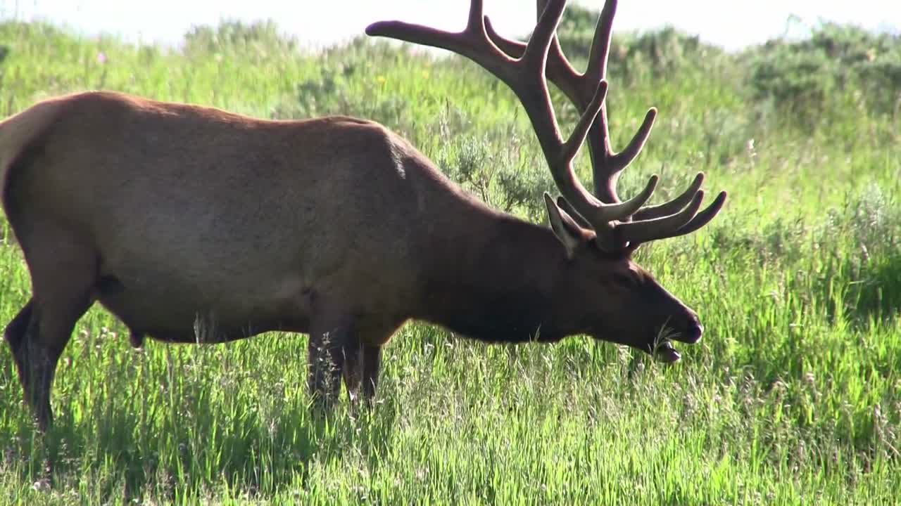 un alce toro pasta en un campo