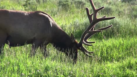 a bull elk grazes in a field