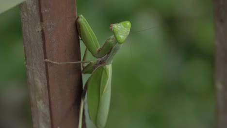 mantis religiosa femenina aferrada a un poste de madera