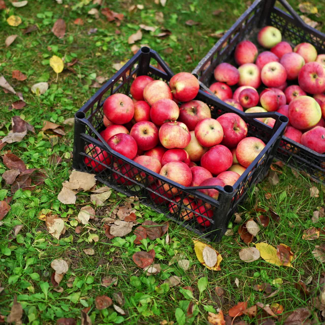 Ripe red apples collected in plastic boxes. Male farmer bringing the box with green apples and puts it on the ground. Top view