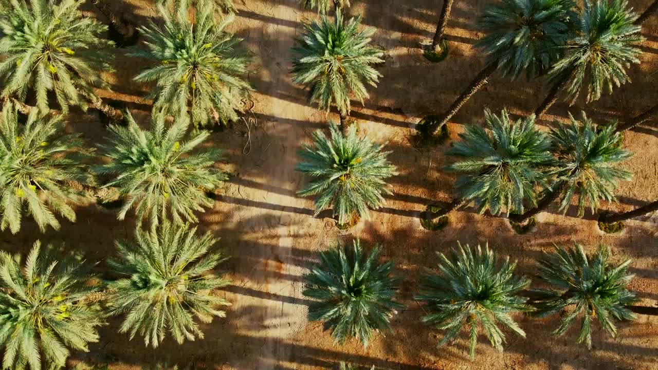 Moving top-down drone shot gliding forward over a vast date palm farm in the southern Israel desert. The rows of trees showcases a geometric symmetry.