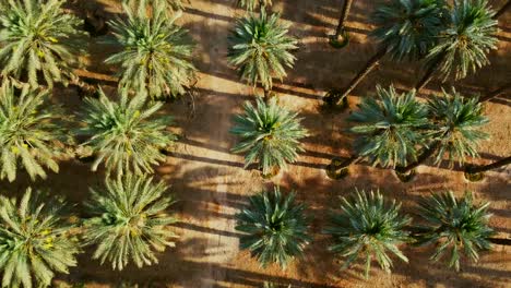 moving top-down drone shot gliding forward over a vast date palm farm in the southern israel desert. the rows of trees showcases a geometric symmetry.
