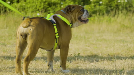 An-English-Bulldog-puppy-stands-on-the-grass-and-looks-around-in-different-directions