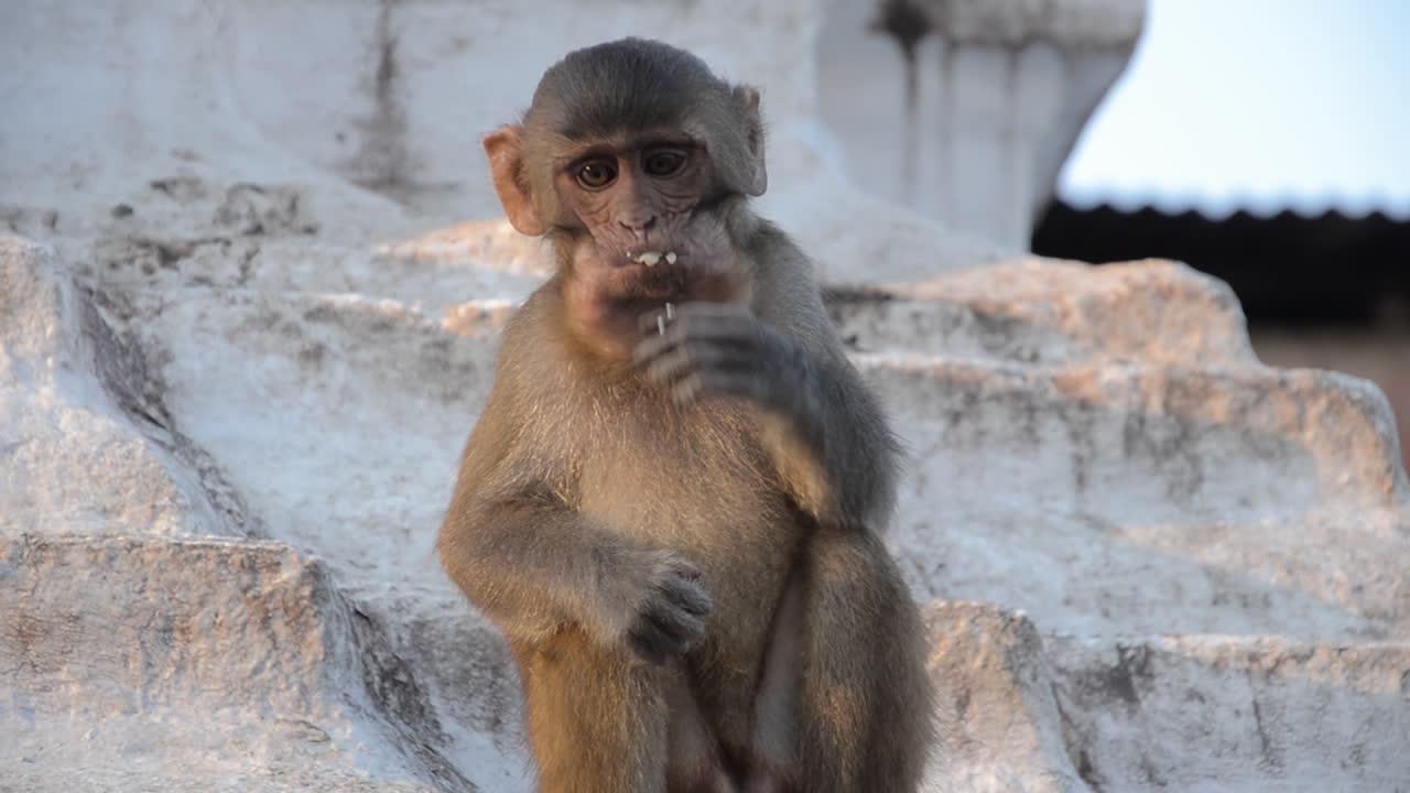 Eating Monkey - Monkey Temple, Kathmandu, Nepal