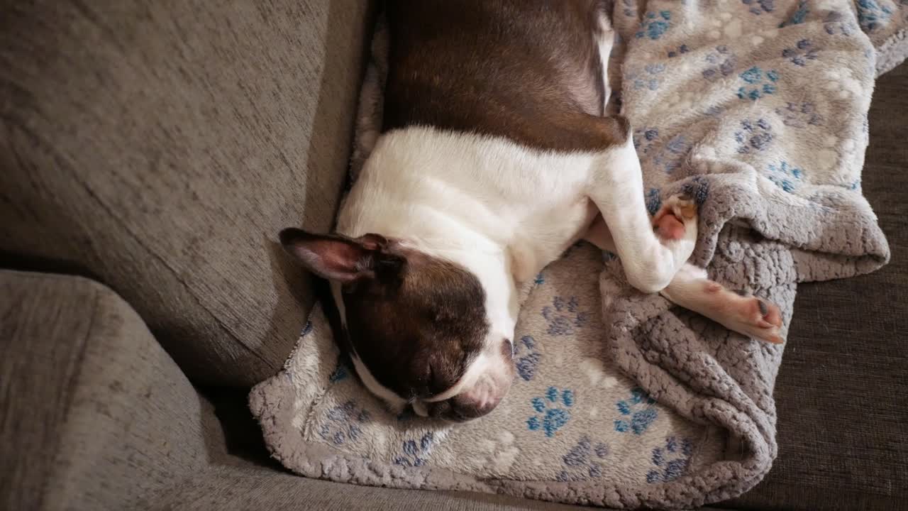 A Boston Terrier dog sleeping soundly on a cozy blanket on a couch.