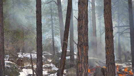 fire and snow on the forest floor