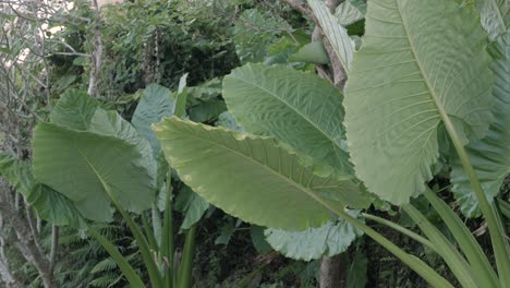 green leaves tree in the tropical rain forest in summer daytime