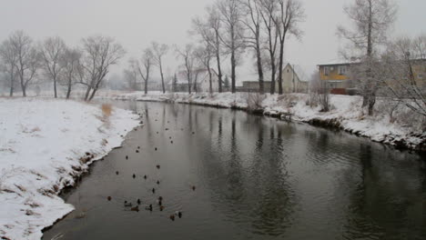 ducks are swimming in a slow flowing river during wintertime
