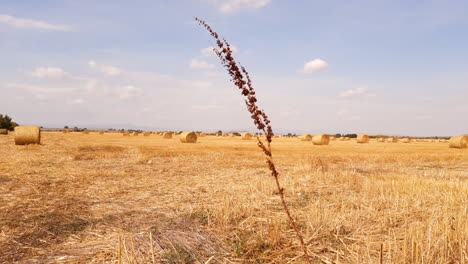 Feld-Mit-Vielen-Rundballen-Heustroh