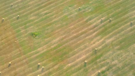 the drone flies over a field where there are haystacks with hay.