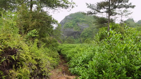 establishing shot of tea trees in the wuyi mountains, china.