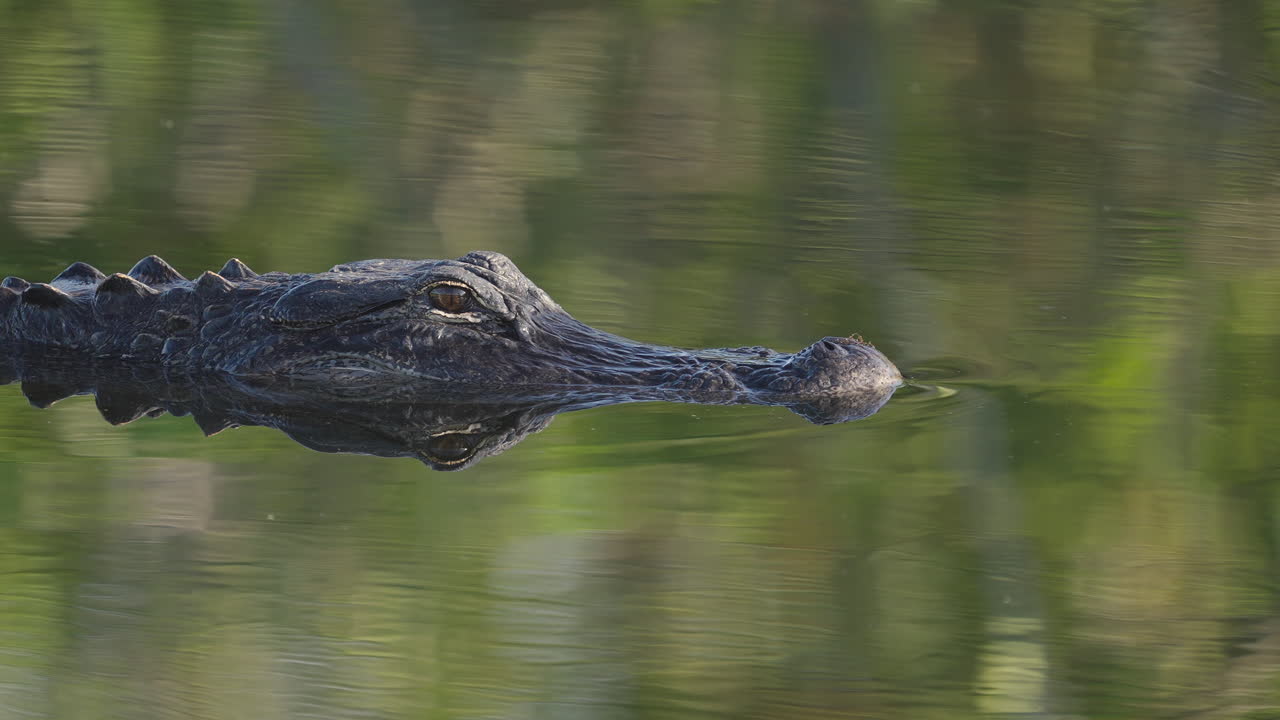 Alligator Head Slowly Moving Across Water