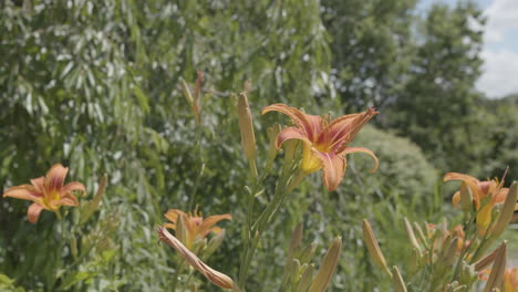 Toma-En-Cámara-Lenta-De-Un-Macizo-De-Flores-Lleno-De-Flores-De-Lirio-De-Tigre-Naranja