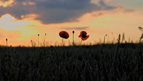 Primer-Plano-De-La-Silueta-De-Dos-Flores-Que-Florecen-Al-Atardecer