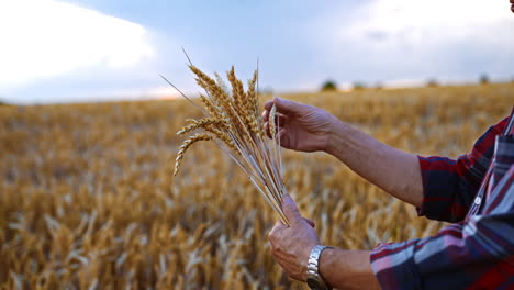 bouquet of dry ripe spikelets in the male hands. yellow farmland ready for harvesting at backdrop.