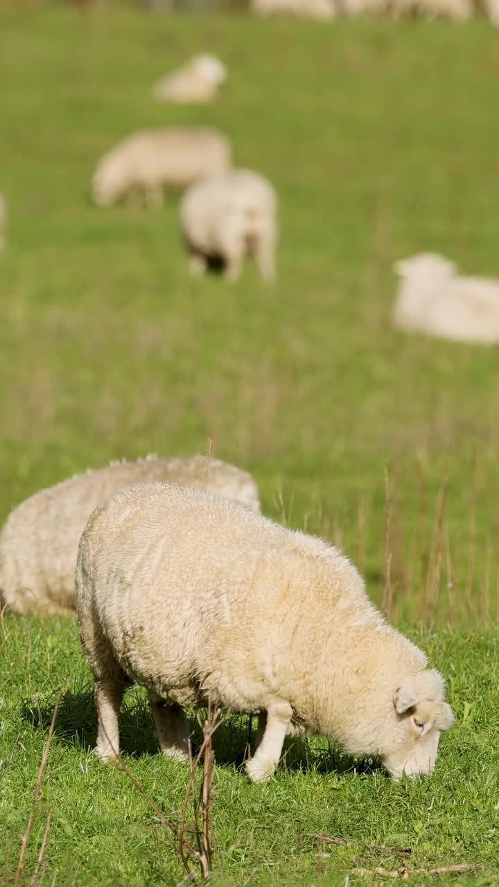 Pecore pascolano pacificamente in un pascolo verde e soleggiato in Nuova Zelanda, mostrando una serena vita rurale.