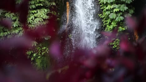 Slow-Motion-Shot-of-a-vibrant-purple-flower-at-one-of-the-many-beautiful-Banyu-Wana-Amertha-Waterfalls-in-the-jungles-of-Bali,-Indonesia