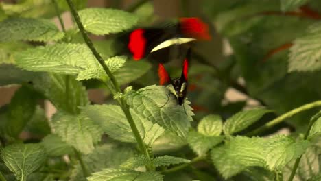 a good steady close up showing a red postman or heliconius erato butterfly in all its detailed glory