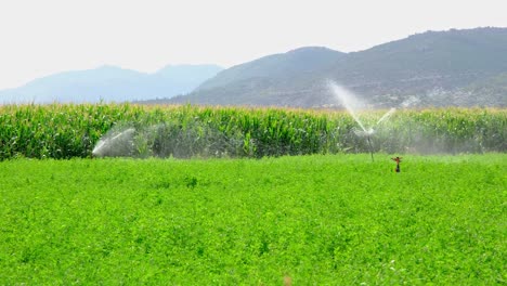 green fields being irrigated with sprinklers. large scale industrial farming. beautiful sunny weather.