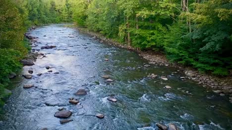 Water-slowly-moves-through-what-looks-like-the-middle-of-the-forest