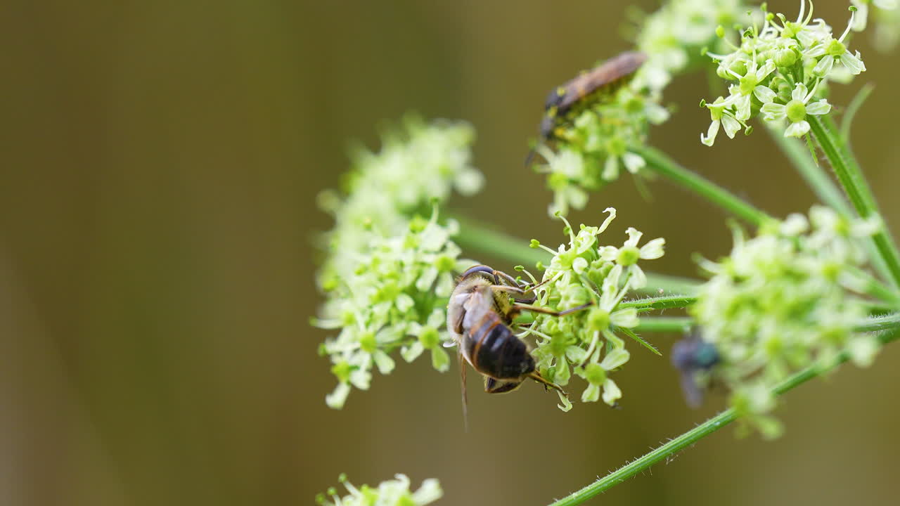 Close-up of a bee collecting nectar from small white flowers on a green stem, macro shot in natural light