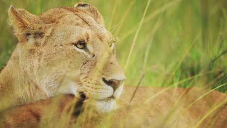 leona retrato en primer plano, detalle del rostro de la leona hembra, animal de safari de vida silvestre africana en la reserva nacional de maasai mara en kenia, áfrica, hermoso paisaje de hierba larga de sabana en masai mara