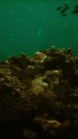 arrecife de coral submarino con peces