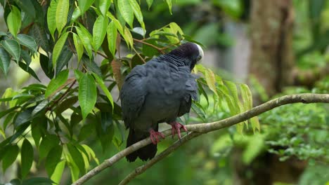 la paloma de corona blanca, patagioenas leucocephala, sentada en una rama de árbol en medio de un entorno forestal, limpiando y arreglando sus plumas, fotografía de cerca de una especie de ave vulnerable