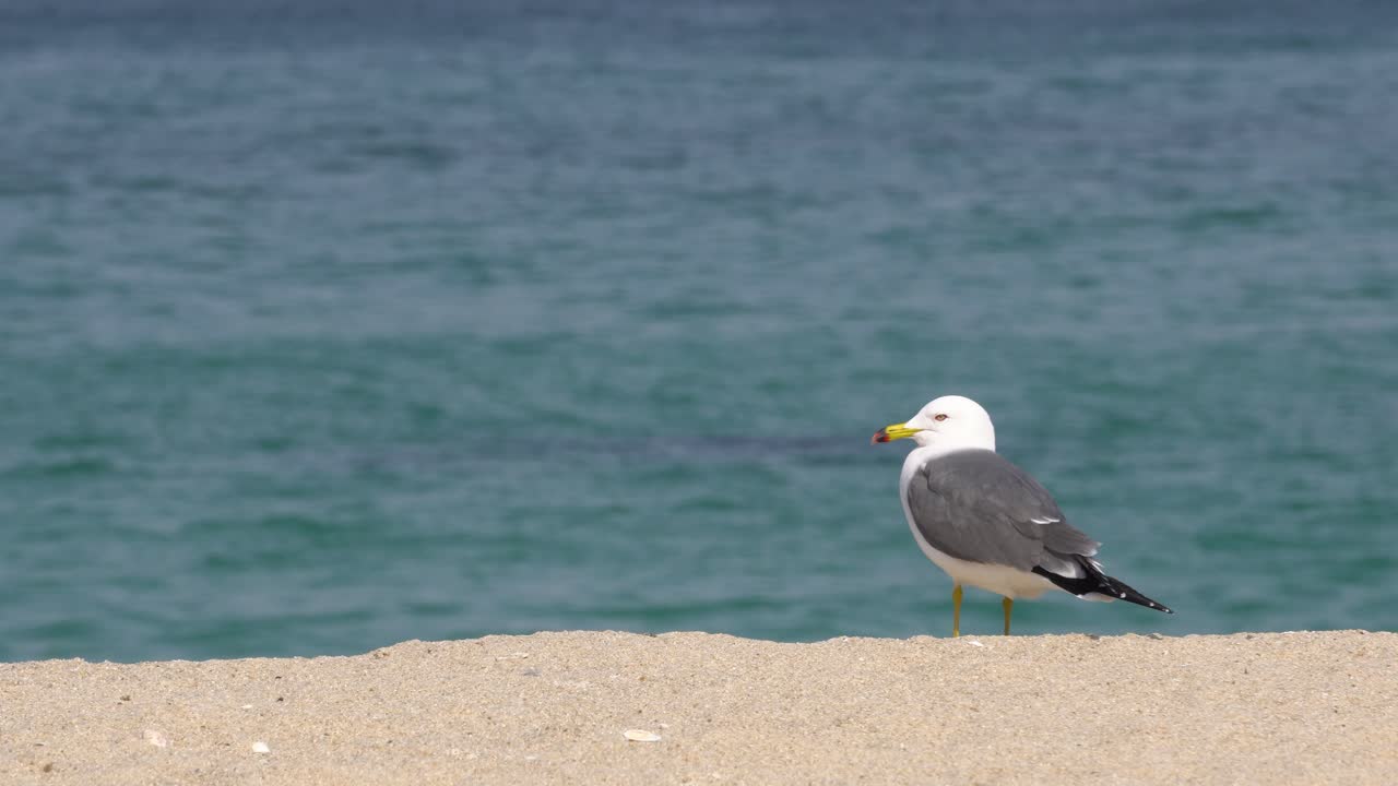 Two Black-tailed Gull Birds Standing On The Shore Of The Beach In Gangneung on sea background , South Korea - close up