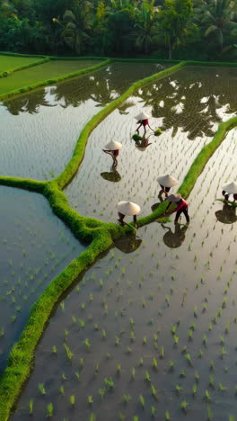 farmers cultivating rice in water paddy fields
