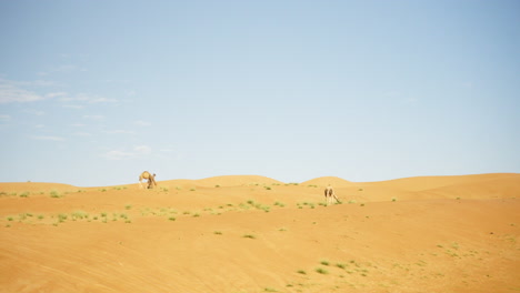 Dos-Camellos-En-El-Desierto-De-Wahiba-Sands-De-Omán.