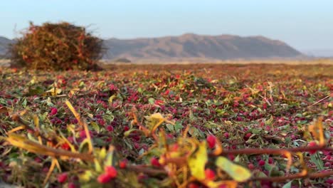 barberry garden mountain landscape sunset golden time in the winnowing field of harvested barberries shrub bushes to separate red ripe aril berry seeds from foliage thorn in autumn season sundry iran