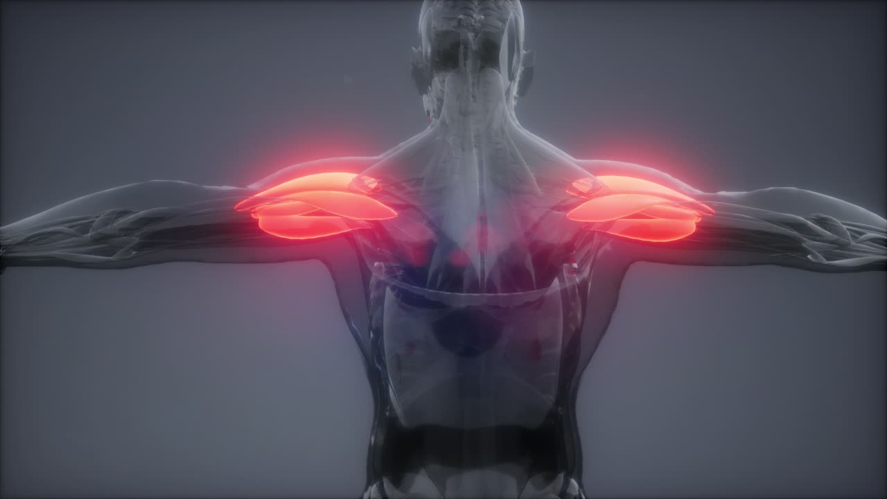 델토이드 - 눈에 보이는 근육 해부학 지도