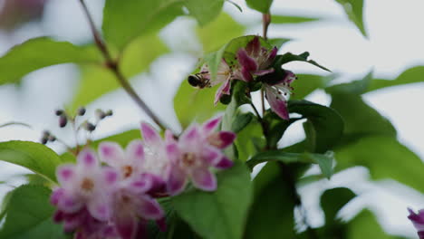 From a close-up perspective, a bee hovers near a pink blossom surrounded by lush green leaves