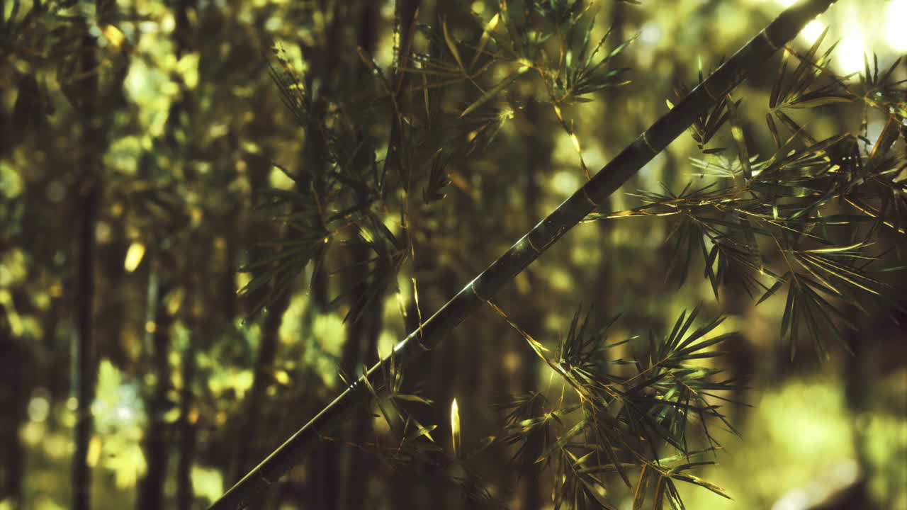 bosque de bambú verde exuberante con la luz del sol filtrando a través de las hojas